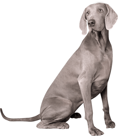 Attendi 30 secondi...